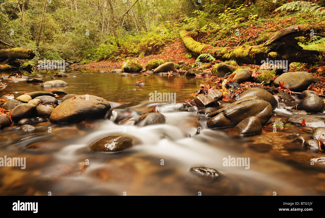 Flowing Forest Stream Stock Photo