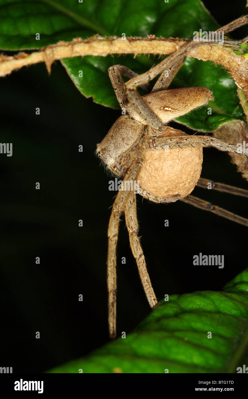 Spider with a cocoon (Emei Shan Mountains, China) Stock Photo