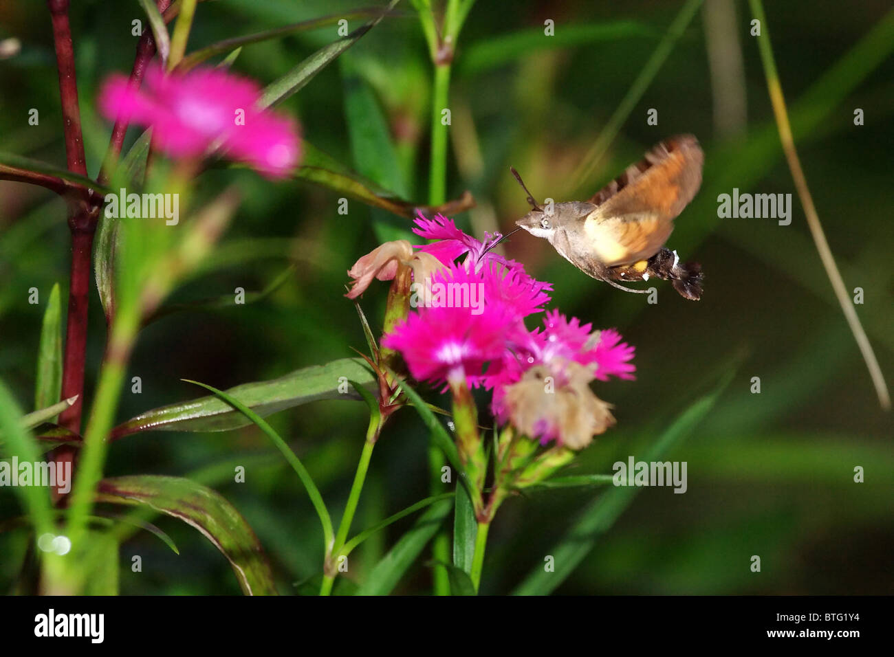 Humming Bird Hawk Moth in Emei Shan Mountains, China Stock Photo