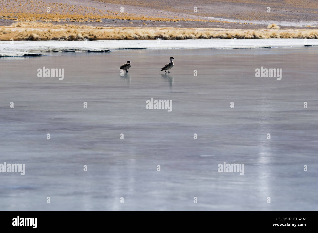The Andean Crested Ducks (Lophonetta specularioides alticola) walking at 3800 m altitude on frozen Laguna Santa Rosa Stock Photo