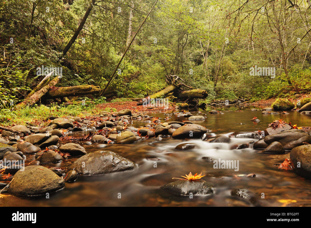 Flowing Forest Stream Stock Photo