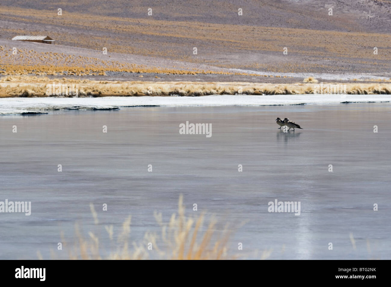 The Andean Crested Ducks (Lophonetta specularioides alticola) walking on frozen Laguna Santa Rosa N.P. Nevado Tres Cruces Stock Photo