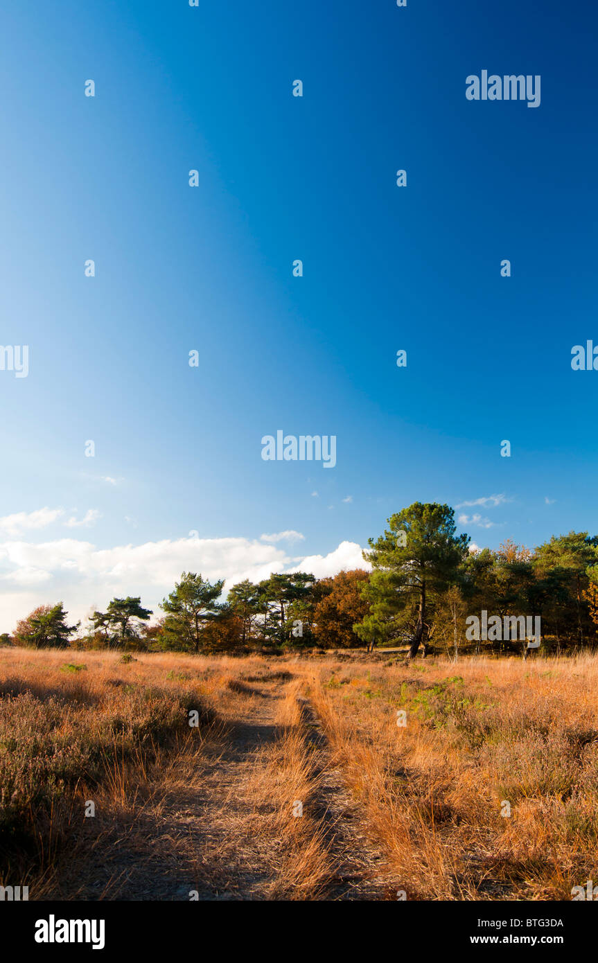 Small path in a forest Stock Photo - Alamy