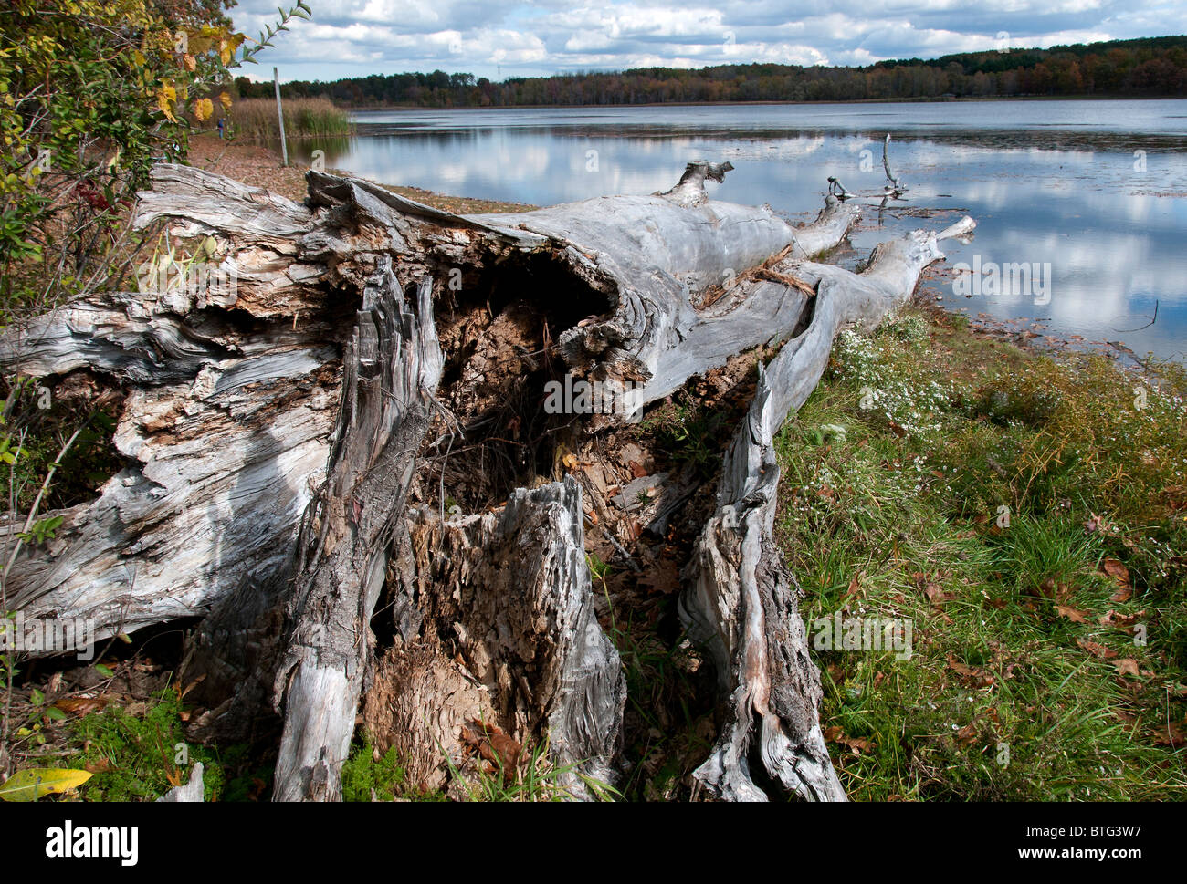 Fallen tree overlooking pond. Stock Photo