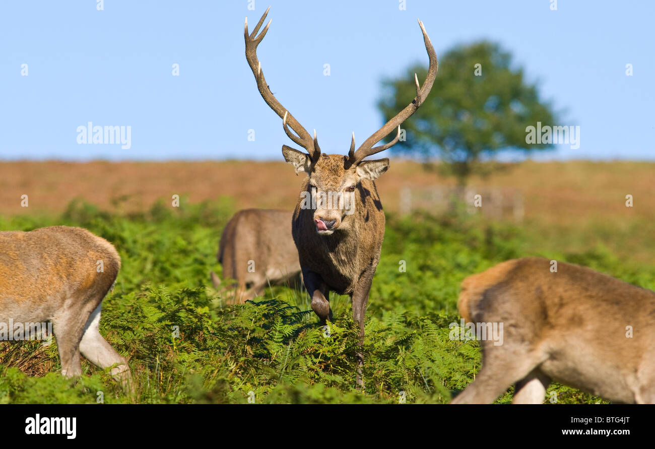 Male Red deer rest during the rutting season Stock Photo