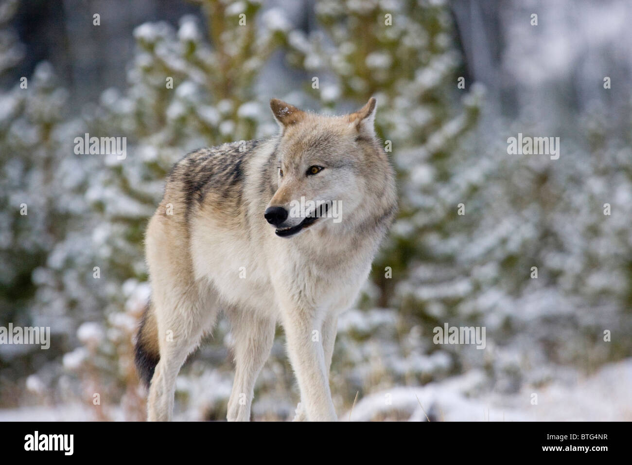 Wild gray Wolf- a truly wild (non-captive) wolf photo- alpha Female of Canyon Pack Stock Photo