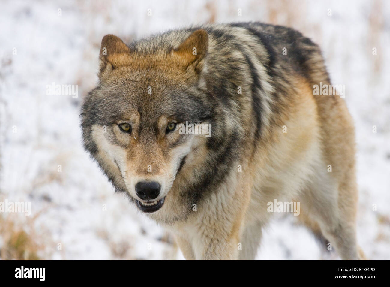 Wild gray Wolf- a truly wild (non-captive) wolf photo Stock Photo