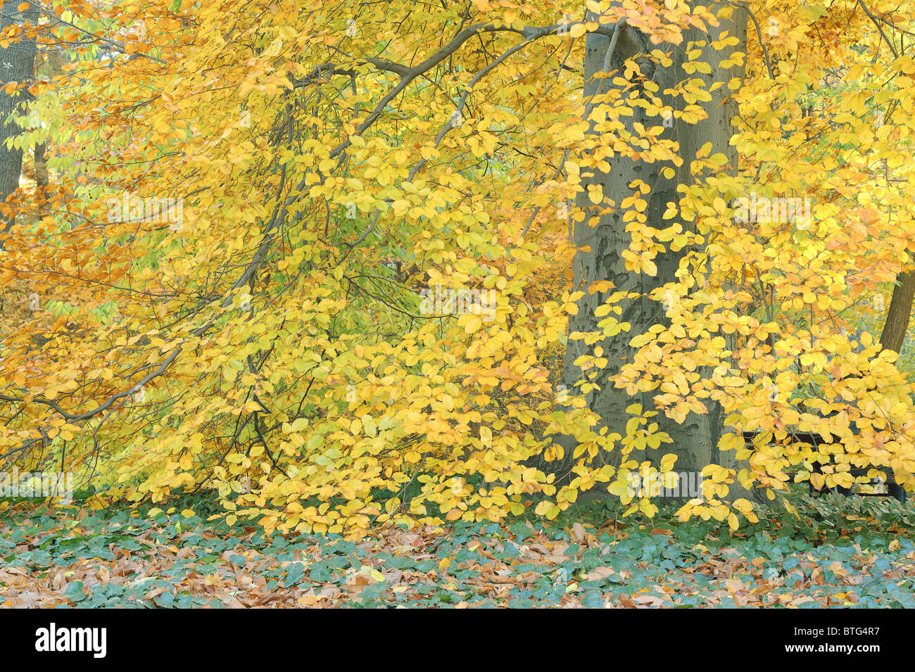 Old beech tree with yellow autumn leaves Fagus sylvatica Stock Photo ...