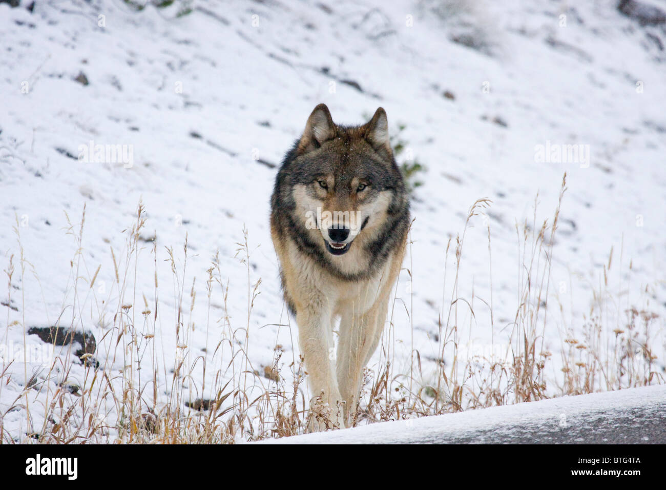 Wild gray Wolf- a truly wild (non-captive) wolf photo Stock Photo