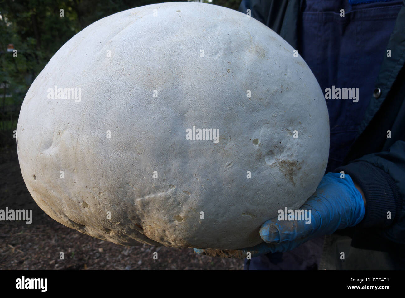 An unusually large sized calvatia gigantea also known as a giant puffball fungus. Stock Photo