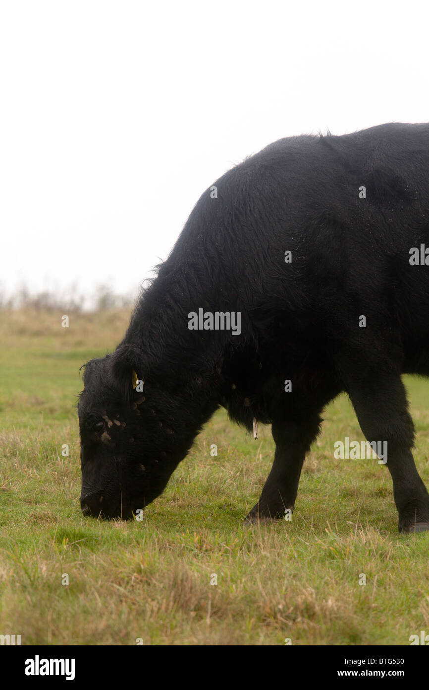 Aberdeen Angus cattle grazing on hillside in the rain Stock Photo