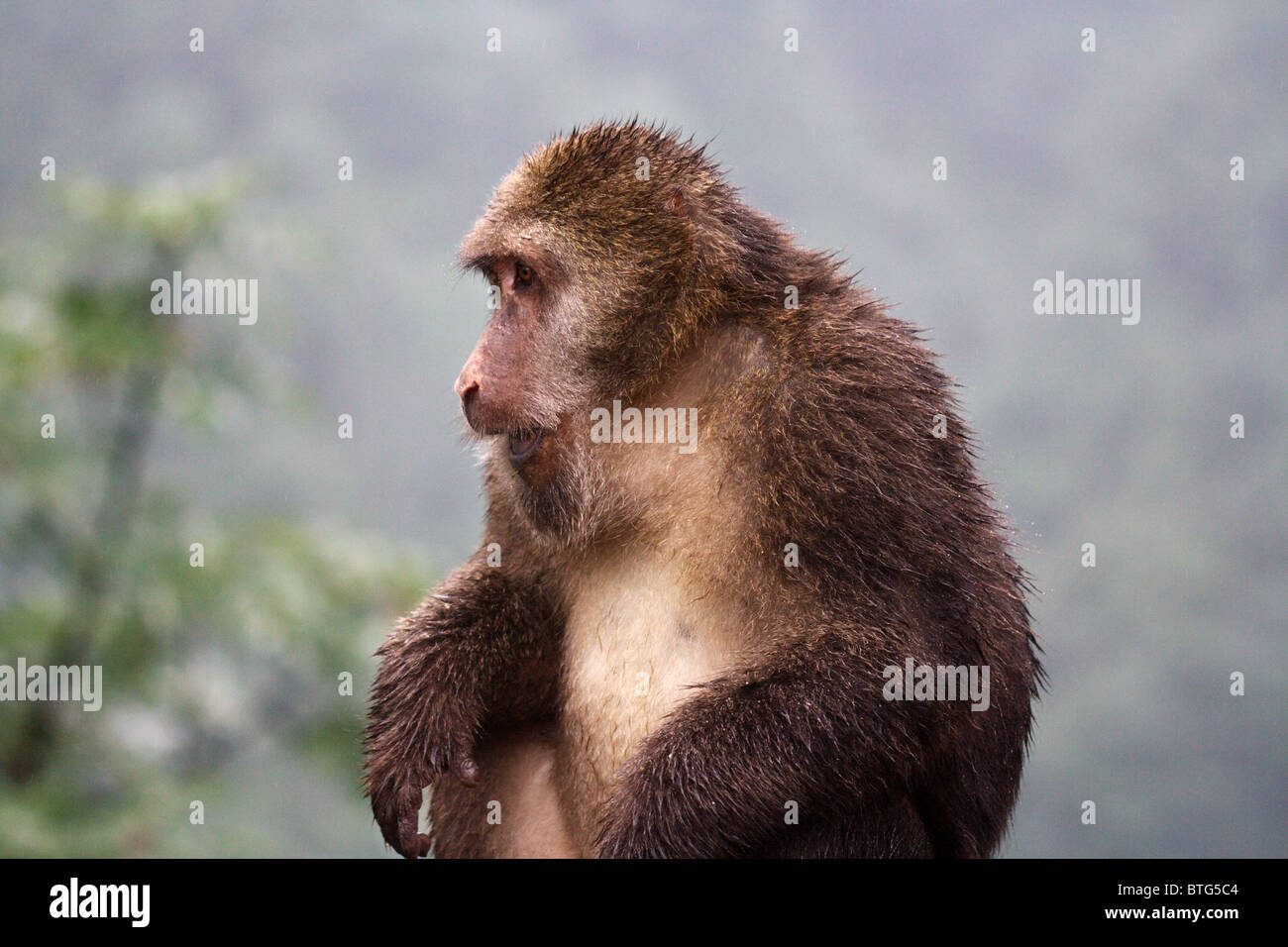 Monkey in the rain - Emei Shan, China Stock Photo