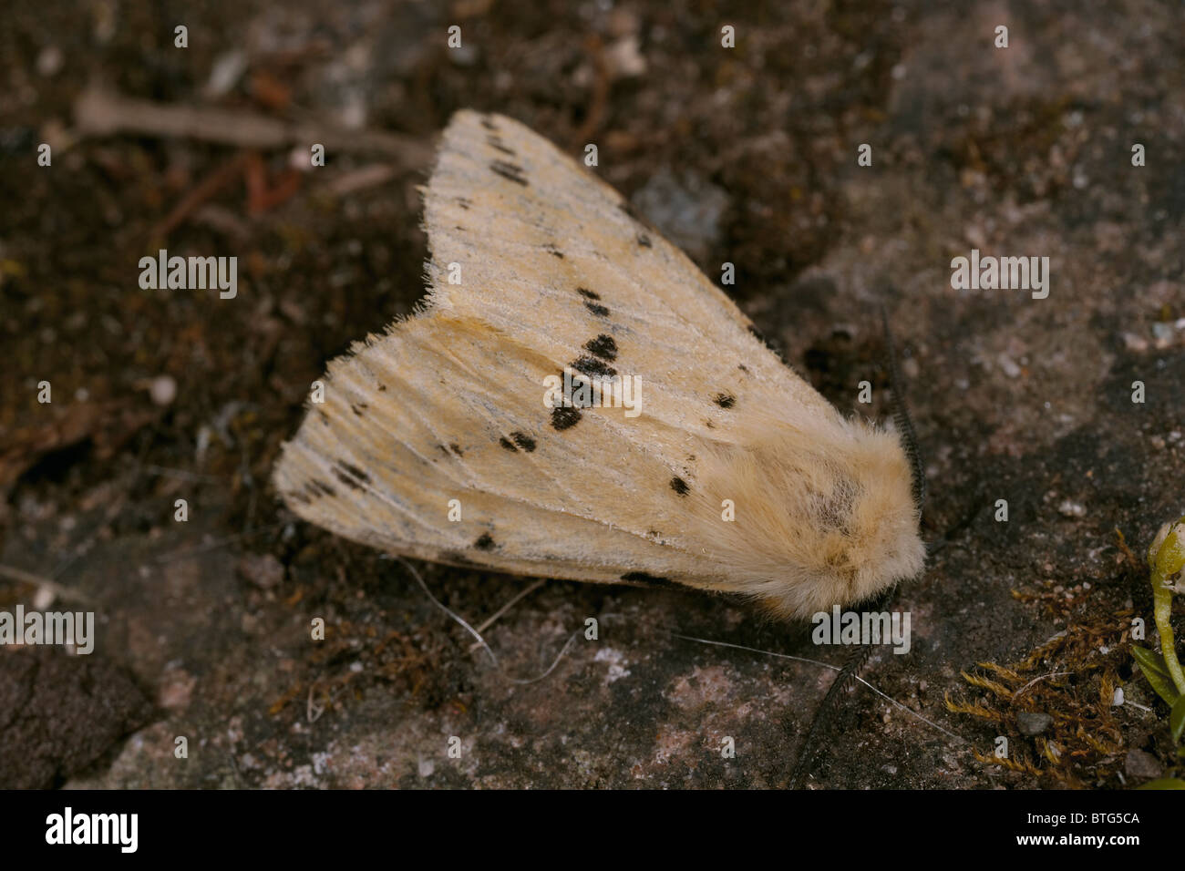 Buff ermine moth, Spilosoma luteum Cumbria, UK Stock Photo Alamy