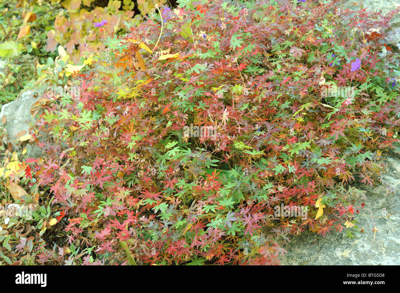 Geranium leaves turning red in autumn Geranium soboliferum Stock Photo