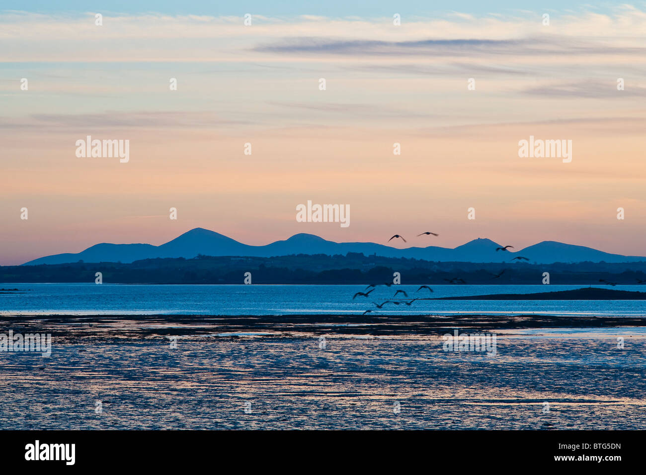 Canada geese fly towards the Mourne Mountains at sunset, seen from Mount Stewart on the Ards Peninsula across Strangford Lough, Northern Ireland Stock Photo
