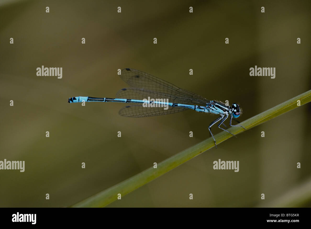 Azure Damselfly, Coenagrion puella UK Stock Photo - Alamy