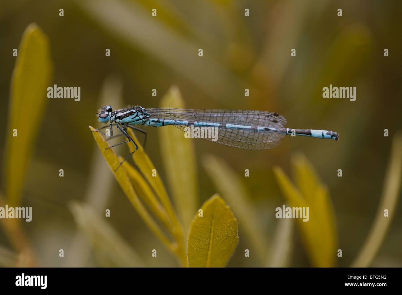 Azure Damselfly, Coenagrion puella Stock Photo - Alamy