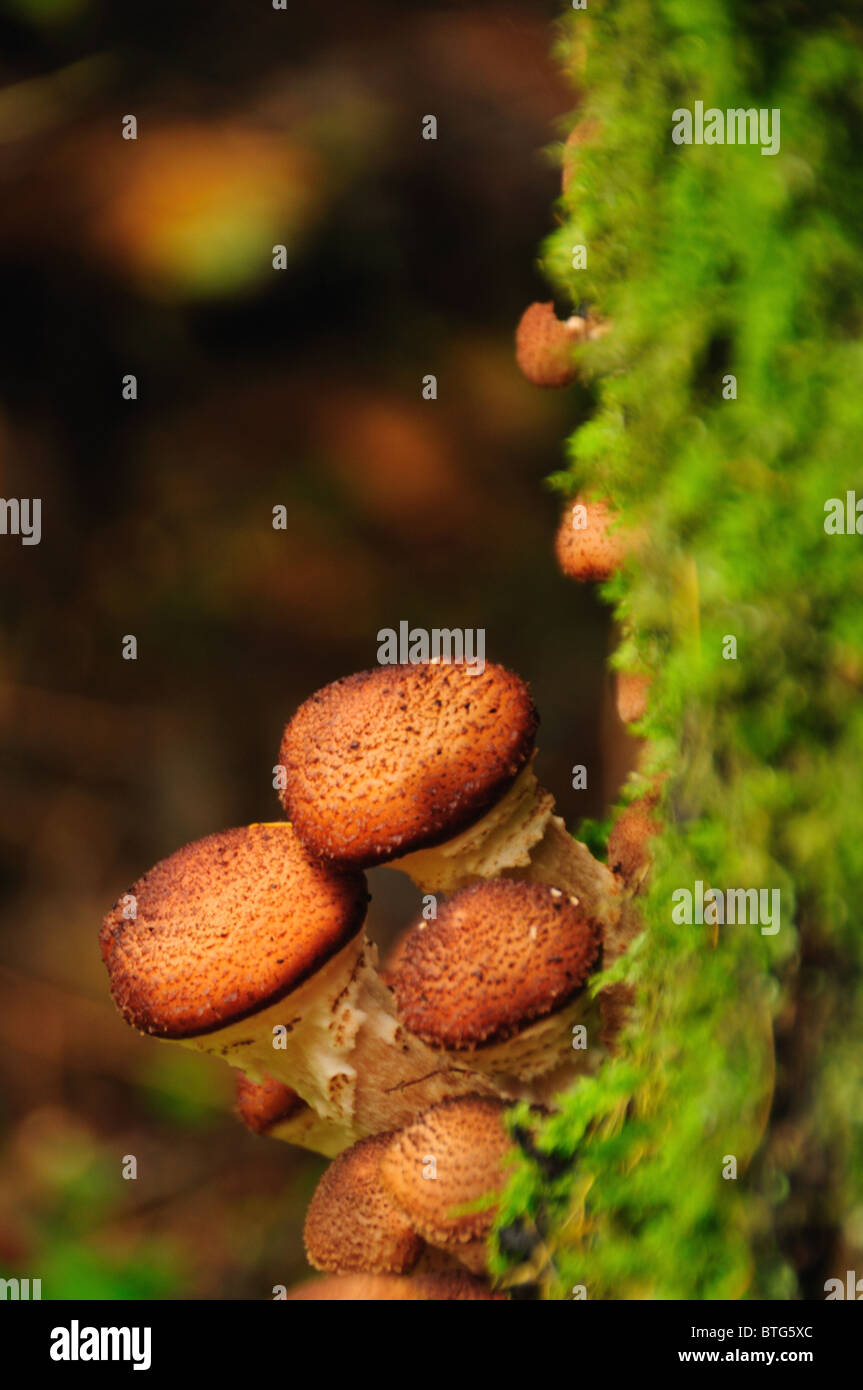 Shaggy Pholiota mushrooms in woodland in the English Lake District Stock Photo Alamy