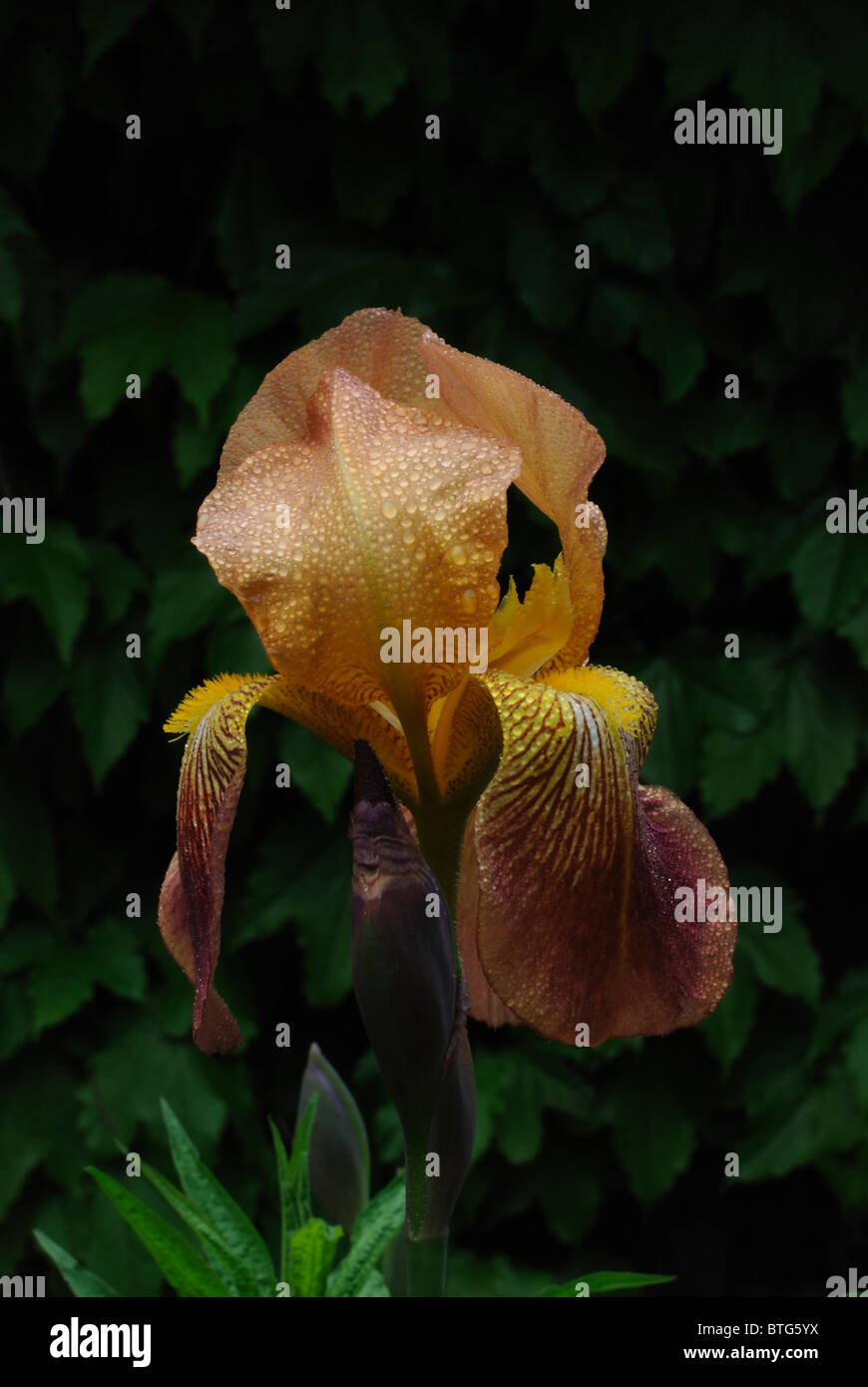 A gold and yellow bearded iris against a dark background Stock Photo