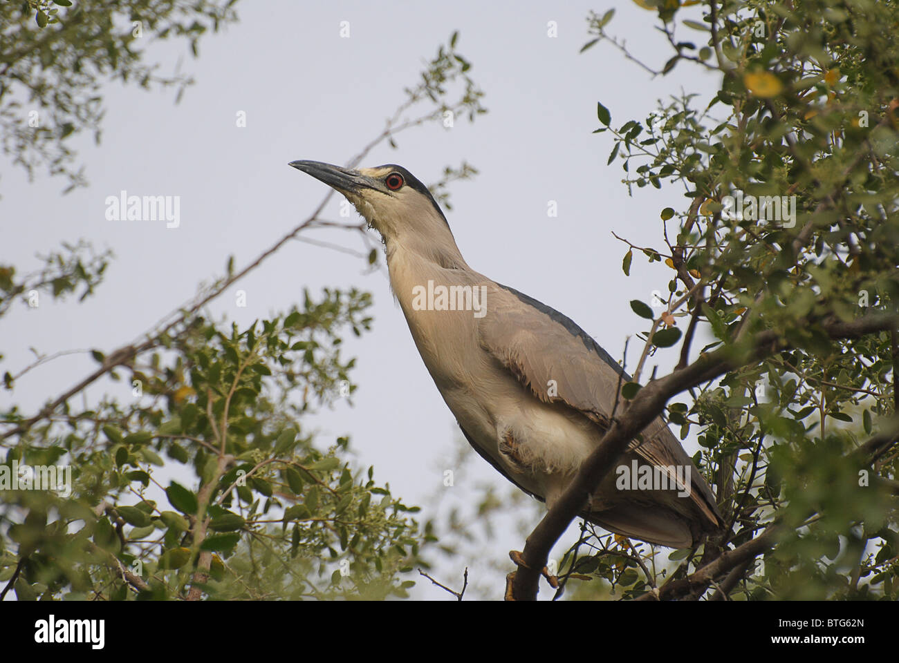 Savage bird, guairabo. Stock Photo