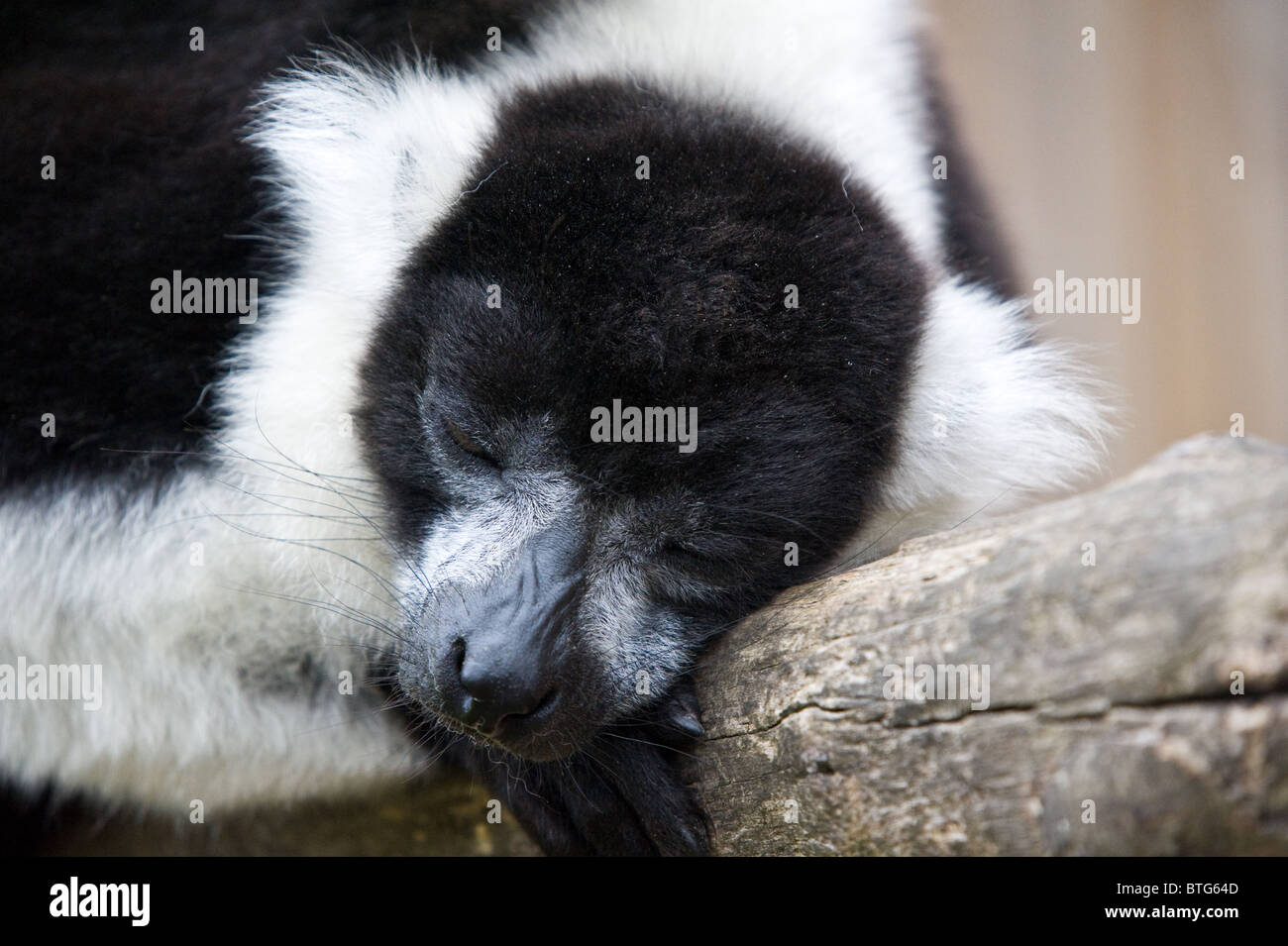 A captive black and white Ruffed Lemur asleep on a branch Stock Photo