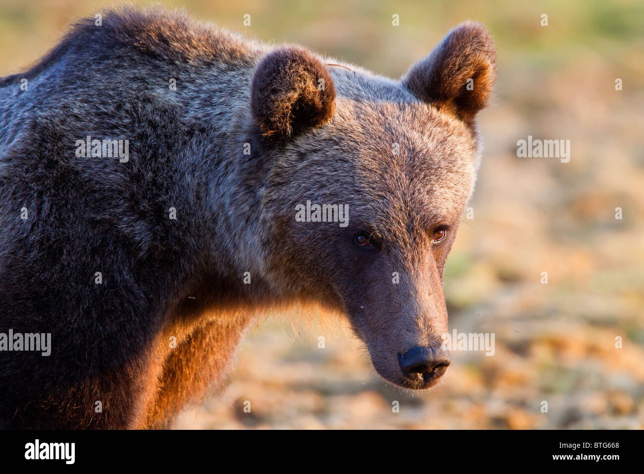 European brown bear (Ursos arctos) at dusk. Finland. Stock Photo