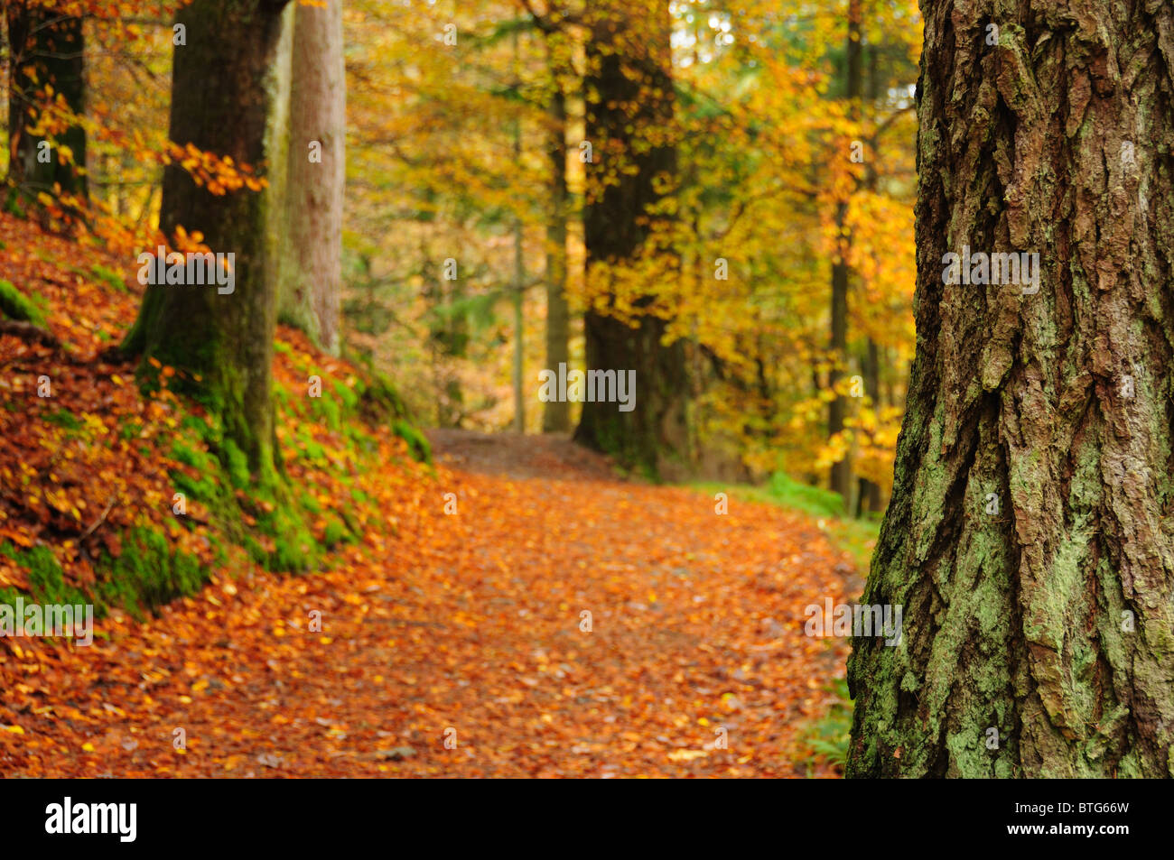 Woodlands in autumn in the English Lake District Stock Photo