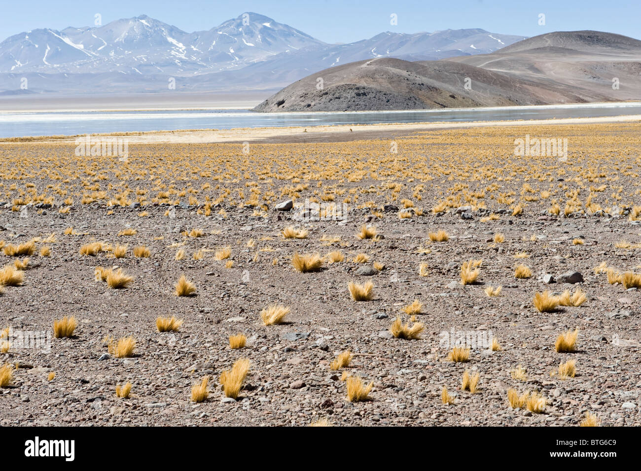 Vicuñas (Vicugna vicugna) habitat paja brava foreground 3800 m altitude Laguna Santa Rosa the Parque Nacional Nevado Tres Cruces Stock Photo