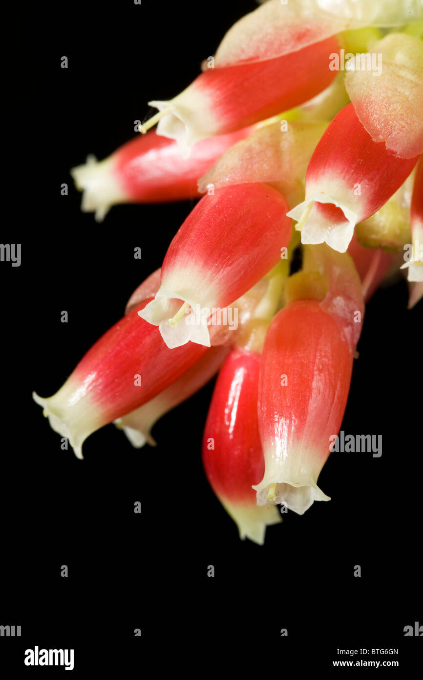 Flowers of Cavendishia acuminata, fam Ericaceae from South America. Stock Photo