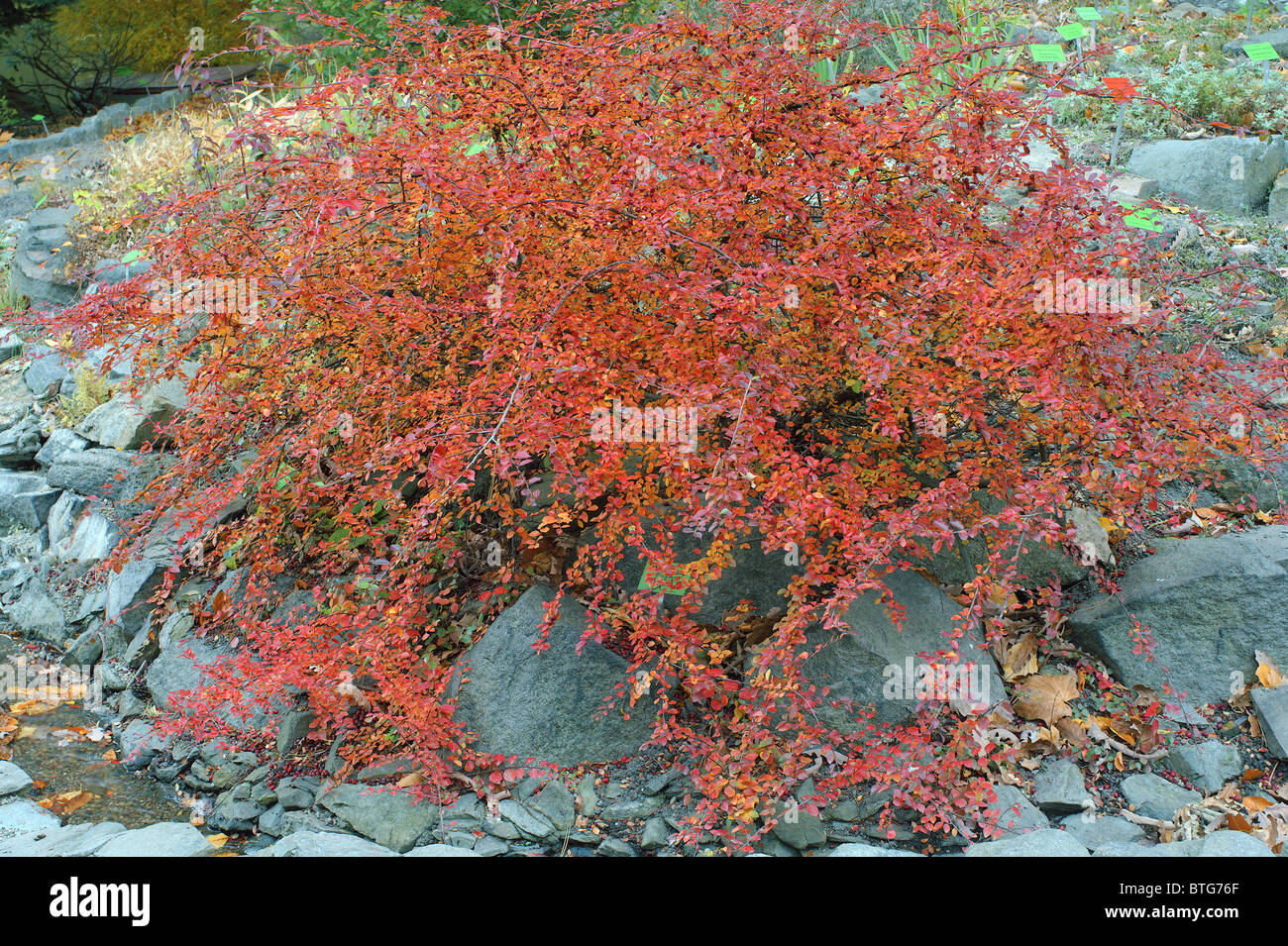 Autumn leaves foliage berries spreading cotoneaster Cotoneaster divaricatus Stock Photo