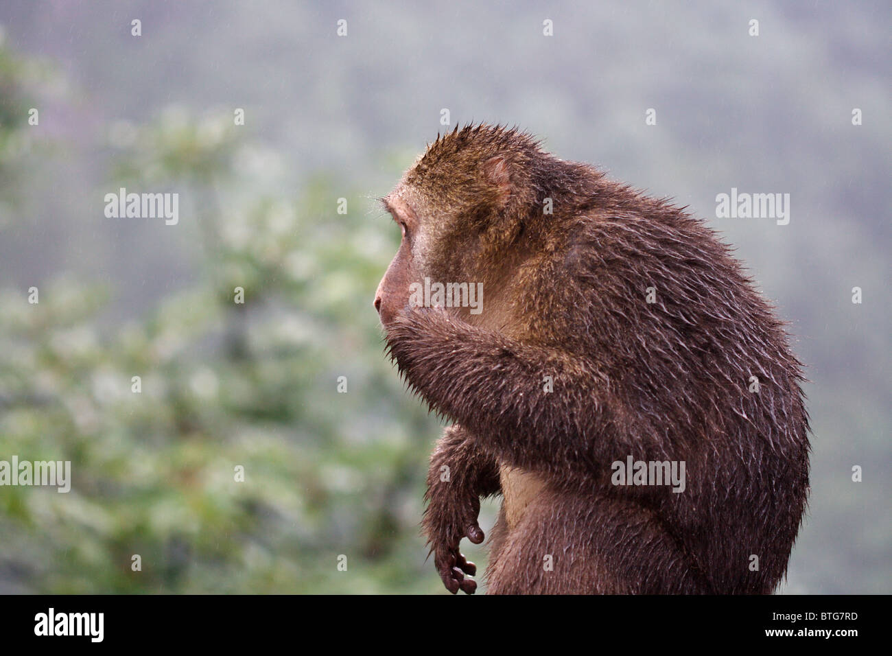 Monkey in the rain - Emei Shan, China Stock Photo