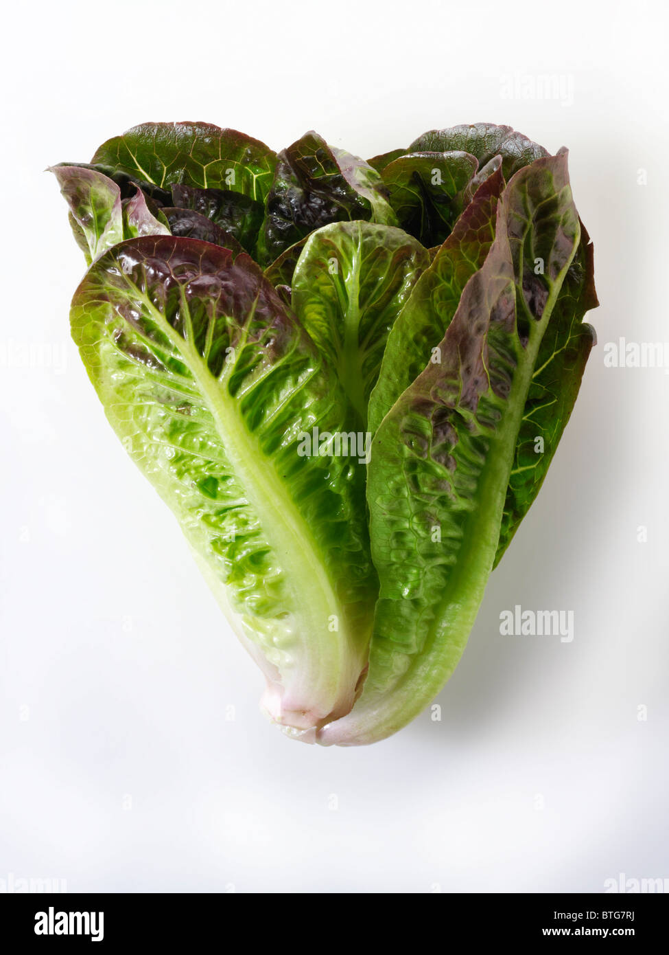Fresh whole Mini Cos Lettuce Stock Photo