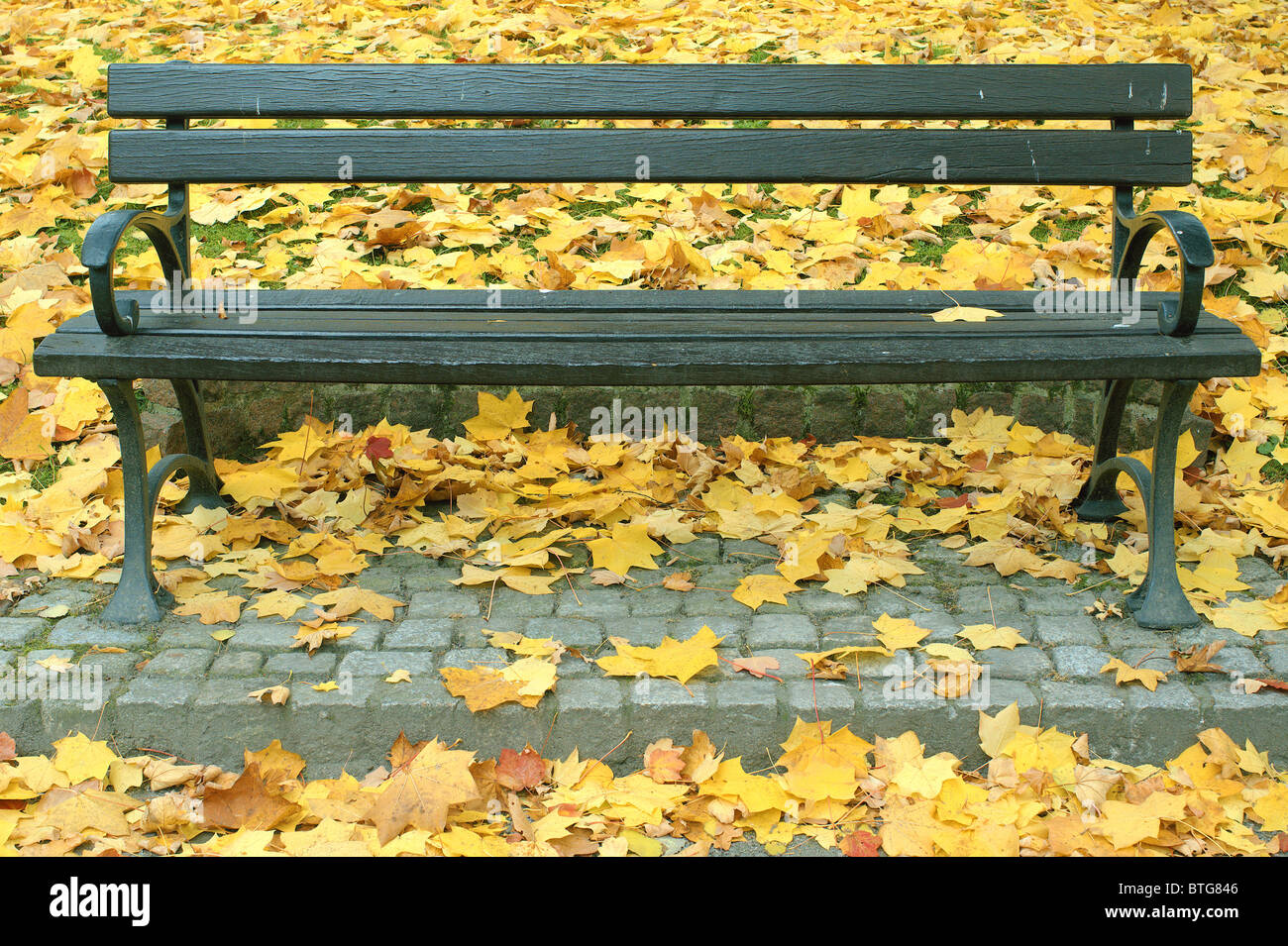 Park bench among fallen yellow autumn leaves Stock Photo - Alamy