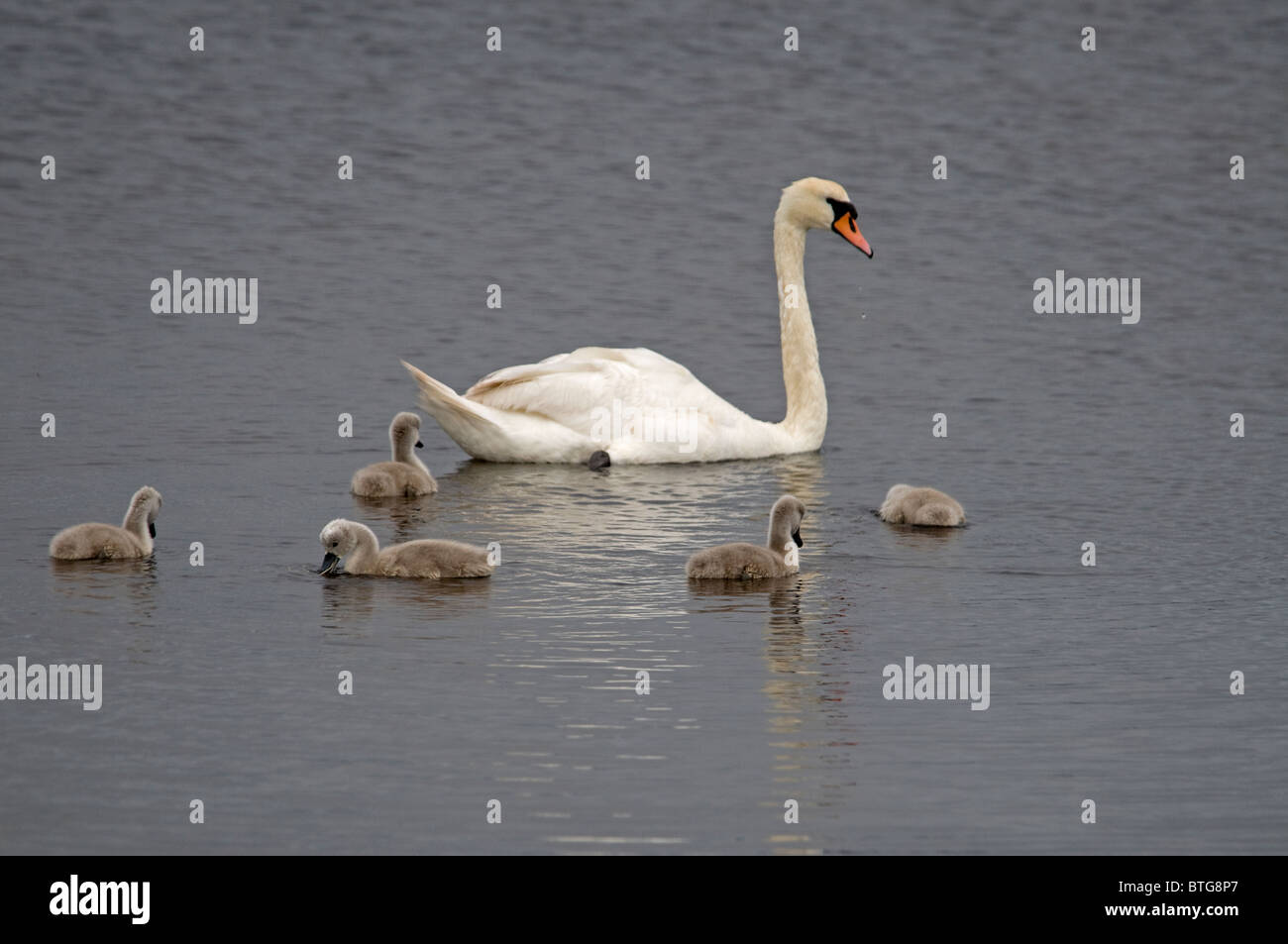 Mute Swan Family on a South Uist Loch, Hebrides, Western Isles. Scotland. SCO 6961 Stock Photo