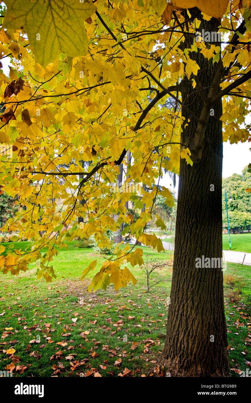 Autumn Stock Photo