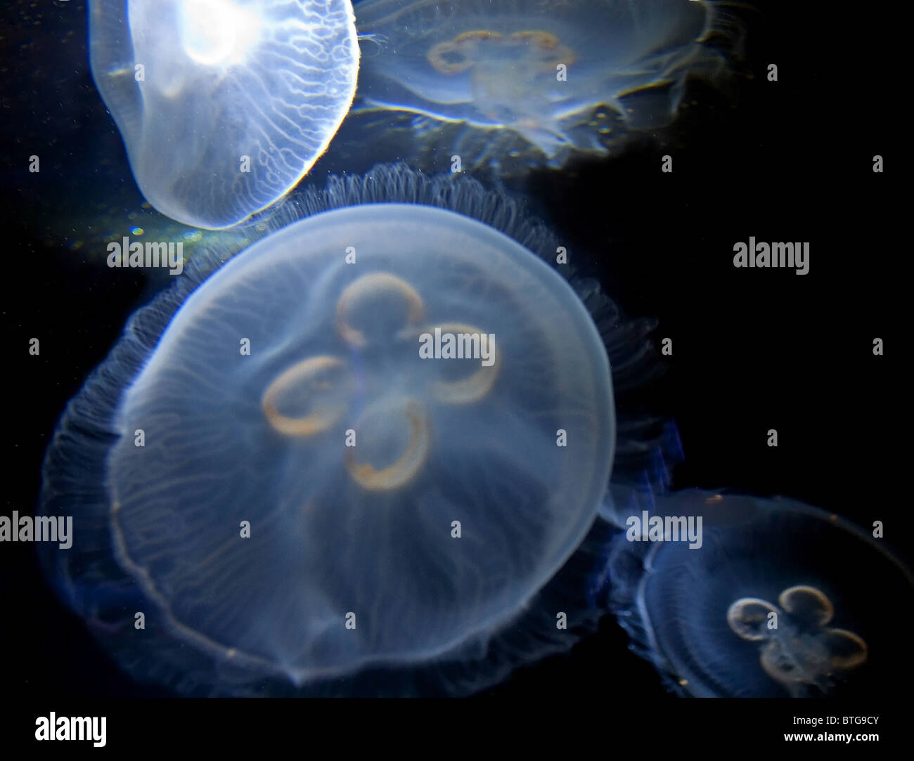 This image depicts several clear white jelly fish swimming in an aquarium in dark water for a dramatic shot. Stock Photo