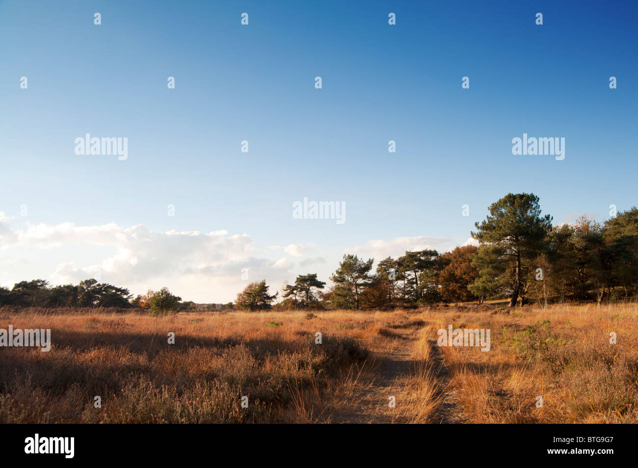 Small path in a forest Stock Photo - Alamy