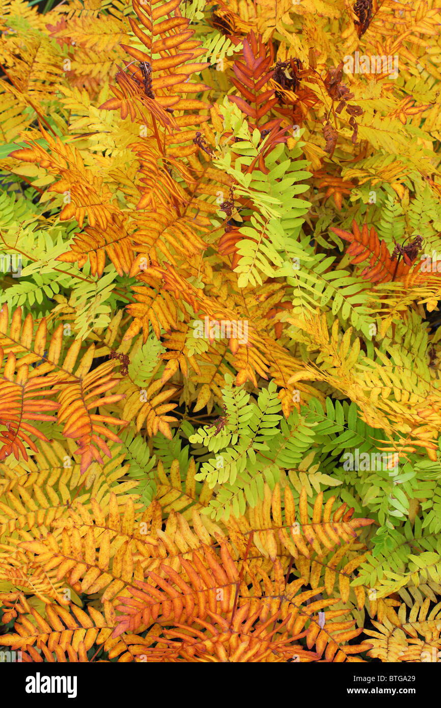 Royal fern turning brown in autumn Osmunda regalis Stock Photo