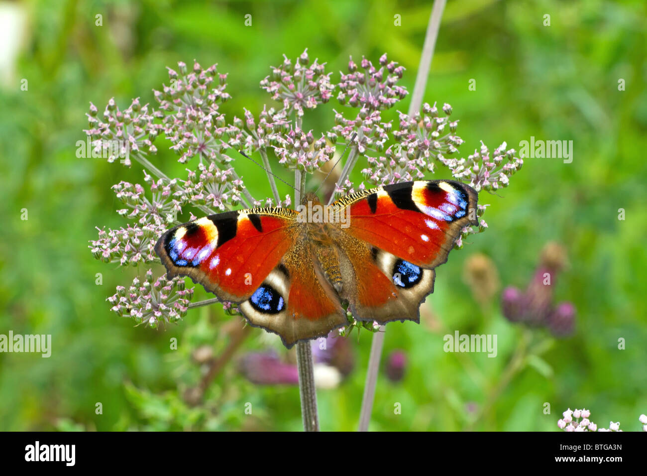 Peacock Butterfly Stock Photo