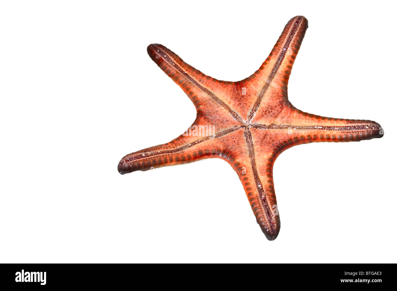 Colorful marine life in Cut Out Stock Images & Pictures - Alamy