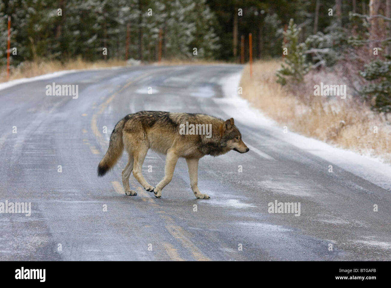 Wild Wolf Crossing Road- - a truly wild (non-captive) gray  wolf photo Stock Photo