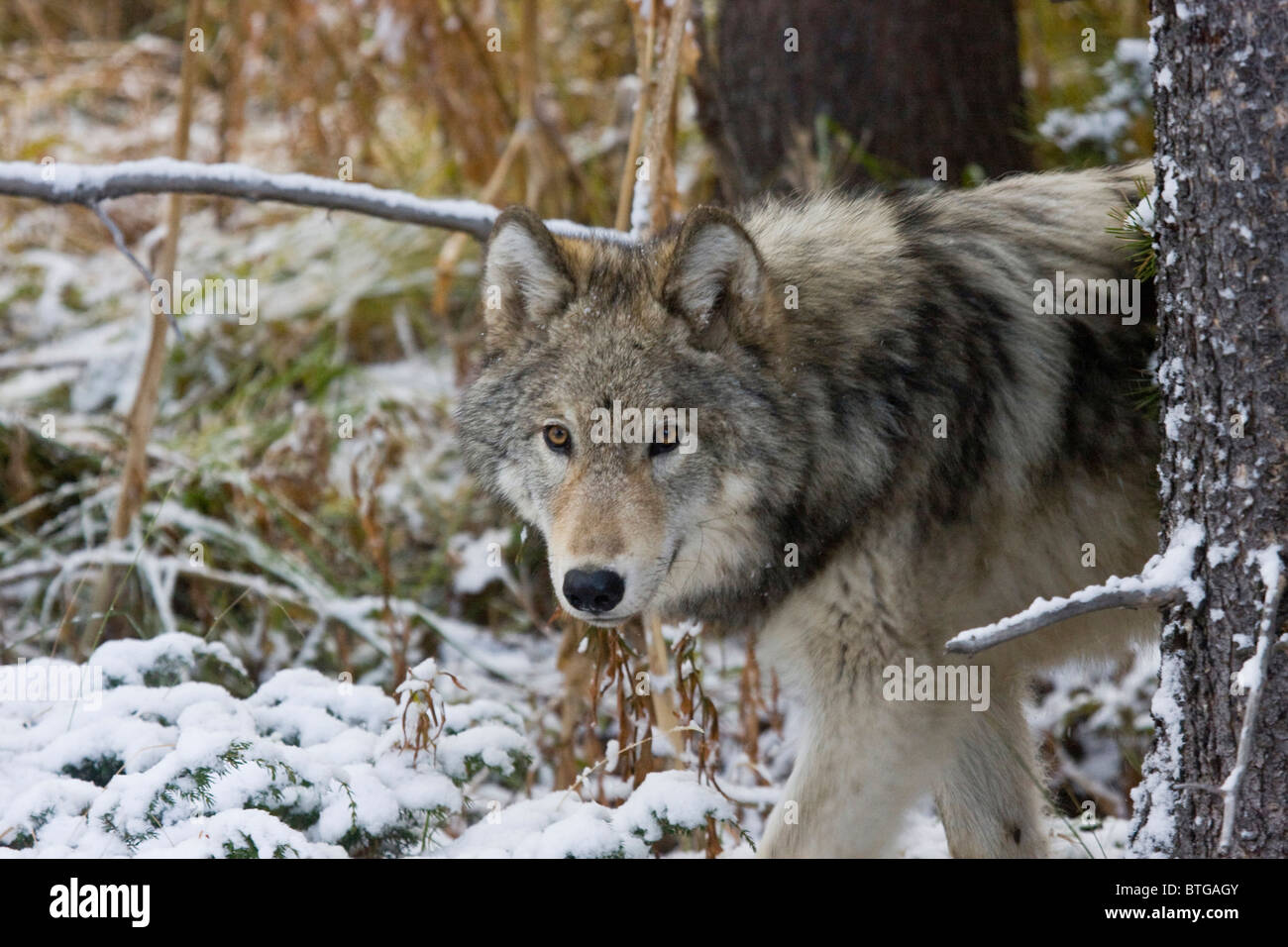 Wild gray Wolf- a truly wild (non-captive) gray wolf photo of the Canyon Pack Stock Photo