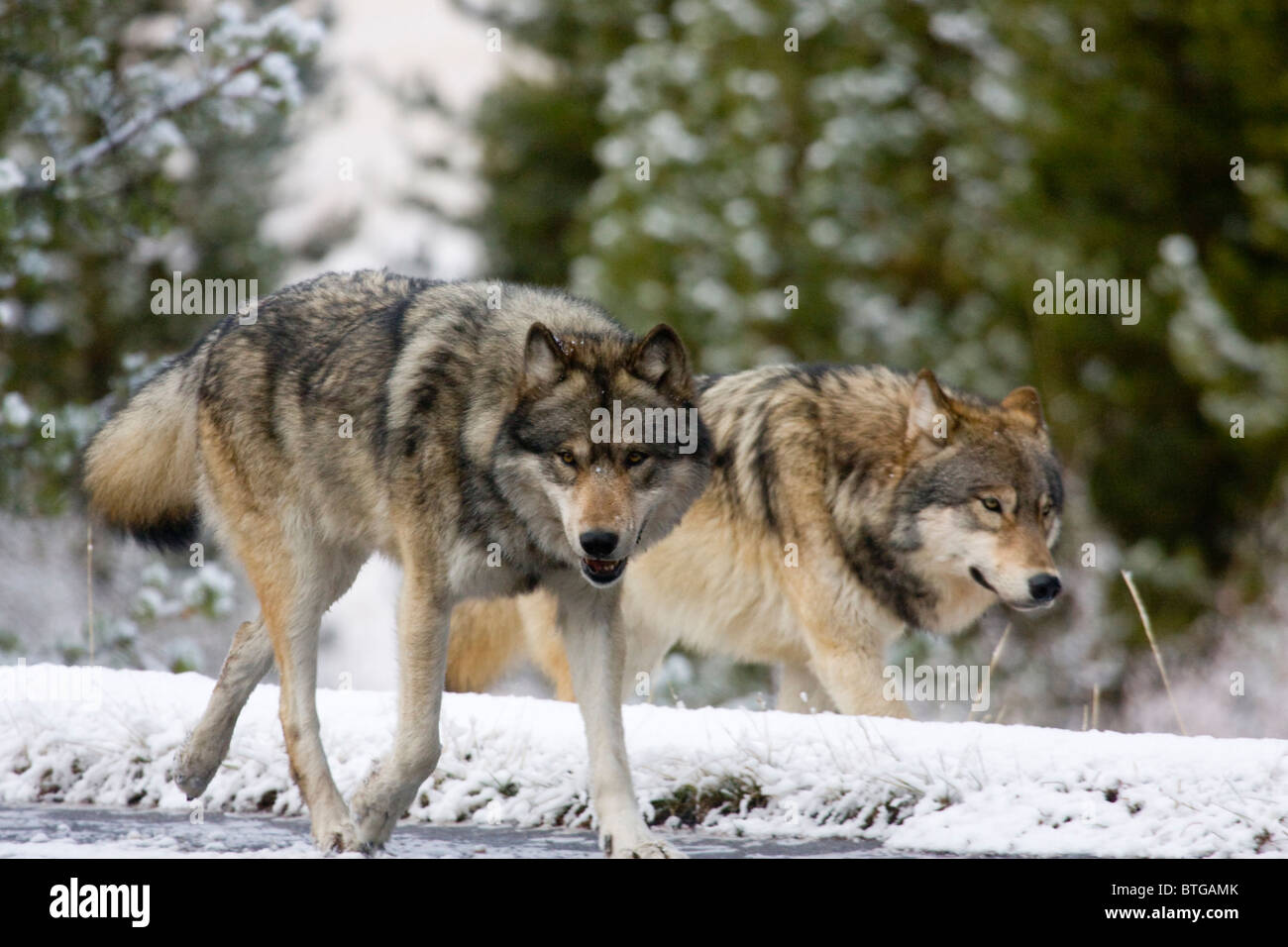 Wild gray  Wolves Running together-  truly wild (non-captive) wolf photo Stock Photo