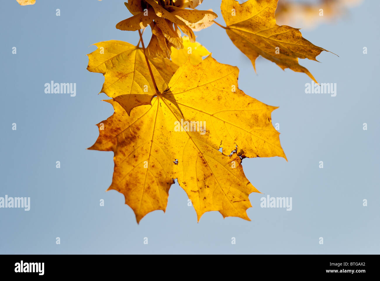Norway maple colourful leaves hi-res stock photography and images - Alamy