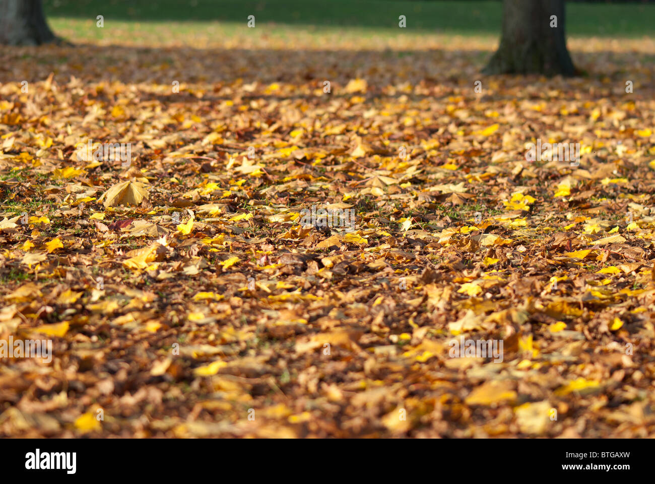 Golden leaves of the trees hi-res stock photography and images - Alamy