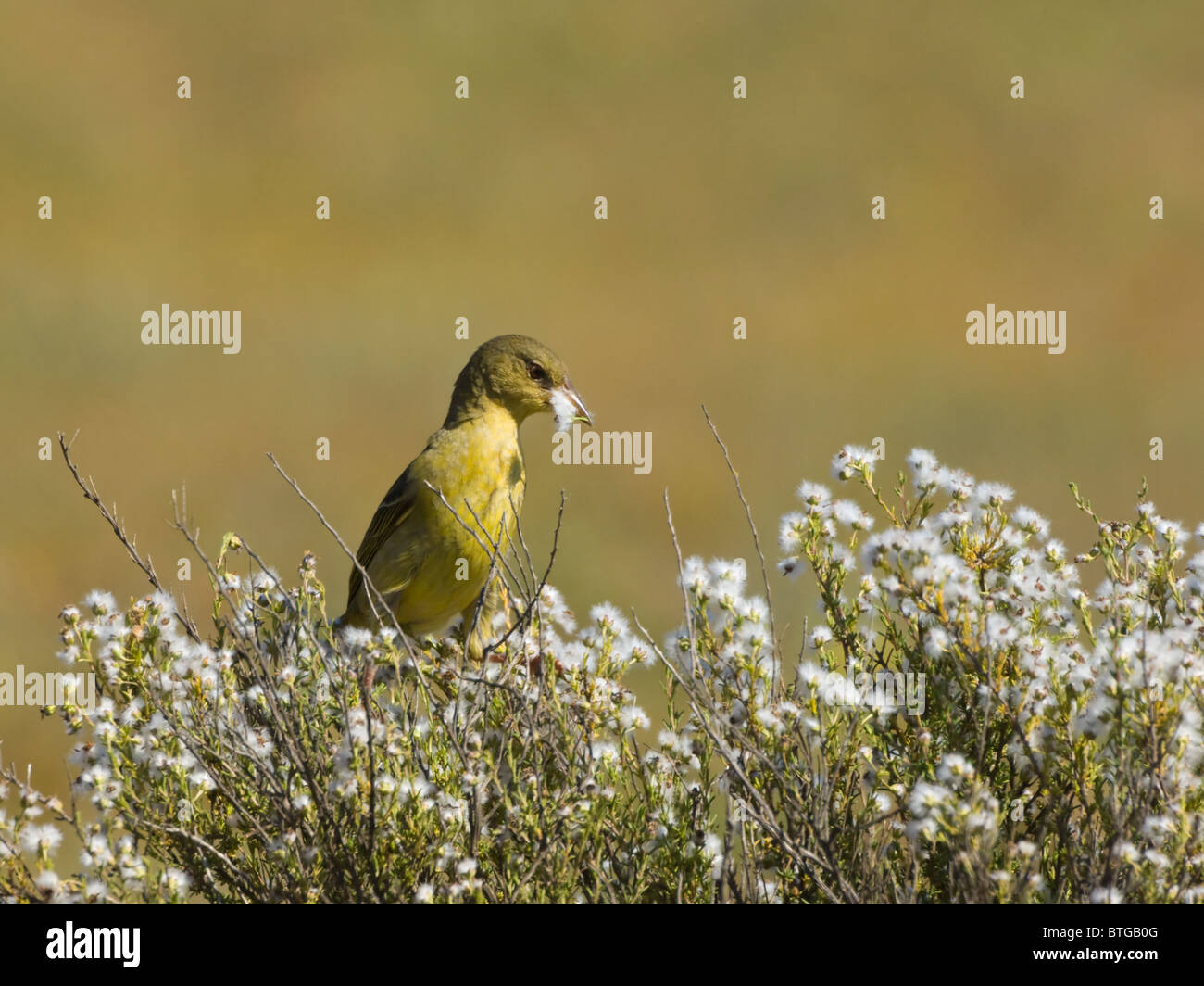 Female Cape Weaver Ploceus capensis Namaqualand Northern Cape South Africa Stock Photo