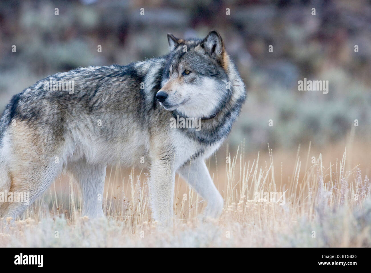 Wild gray  Wolf- a truly wild (non-captive) wolf photo Stock Photo