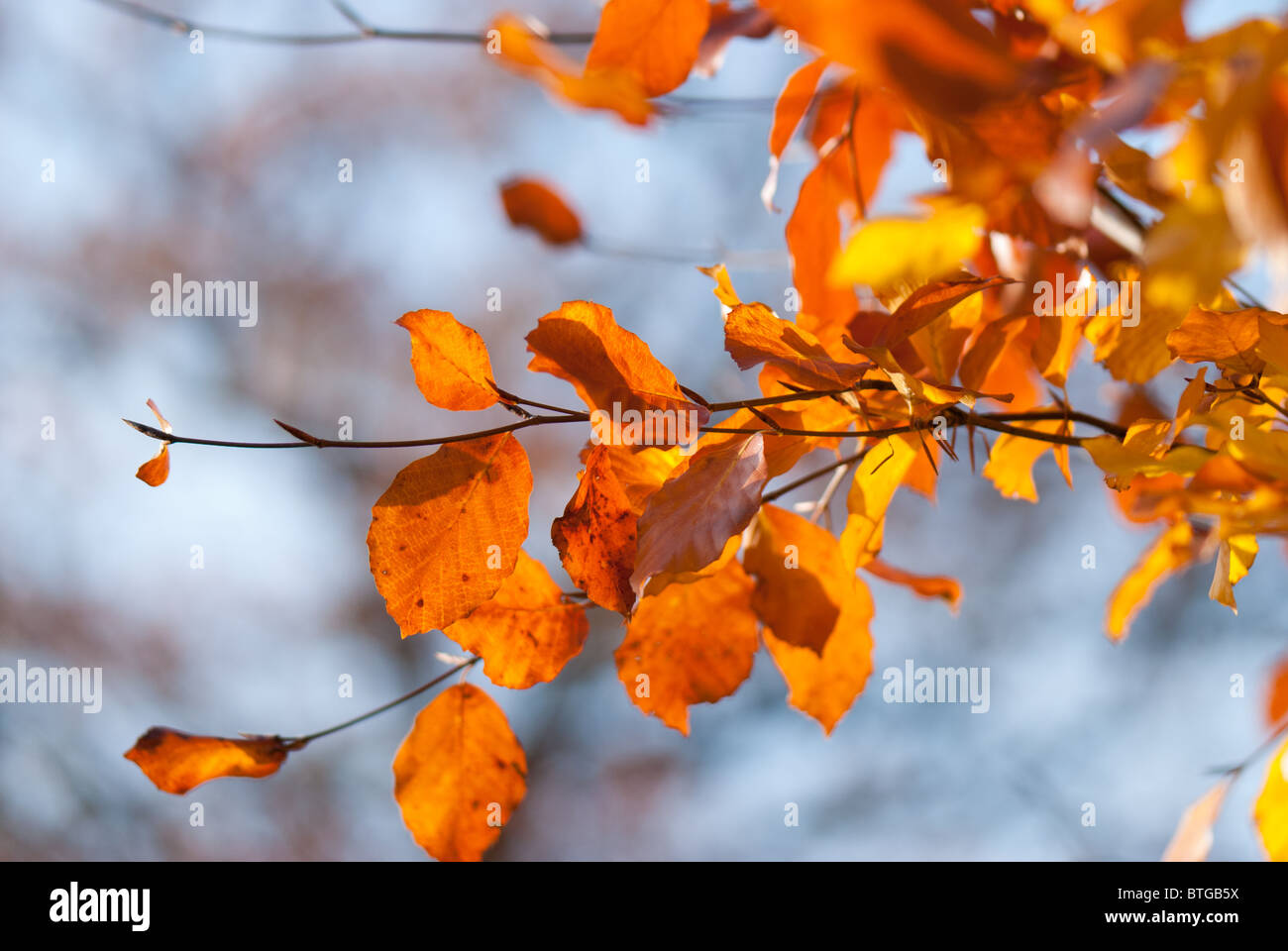 Golden brown beech leaves hi-res stock photography and images - Alamy