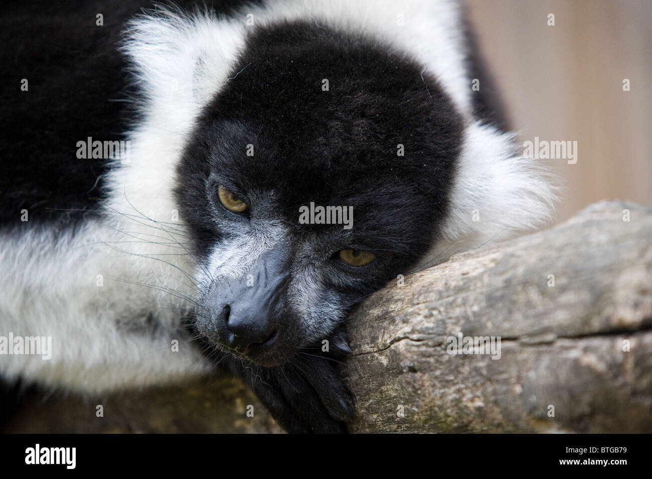 A captive black and white Ruffed Lemur asleep on a branch Stock Photo