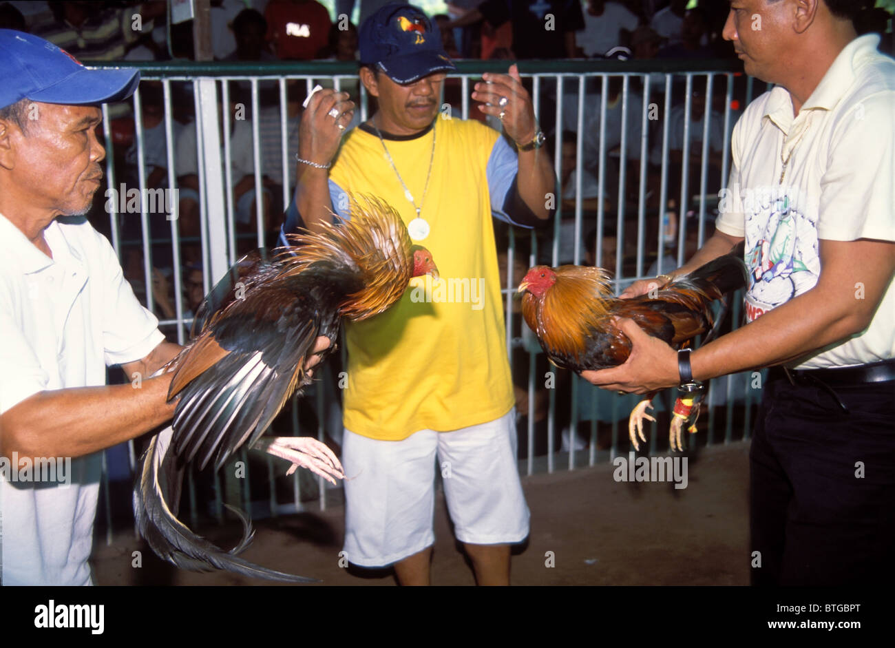 Philippines, Palawan, cockfighting taking place in a specailly-built ...